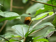 Heliconius numata