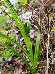 Pterostylis irsoniana