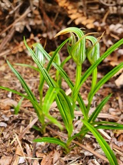 Pterostylis irsoniana