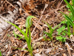 Pterostylis irsoniana