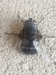 Rutilia