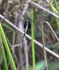 Erythrodiplax unimaculata