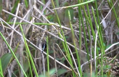 Erythrodiplax unimaculata