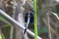 Erythrodiplax unimaculata