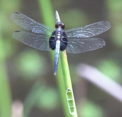 Erythrodiplax unimaculata