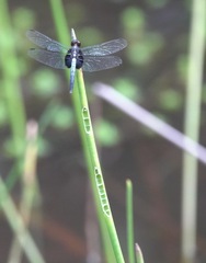 Erythrodiplax unimaculata