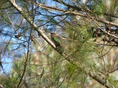 Chrysococcyx lucidus