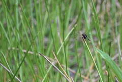 Erythrodiplax unimaculata