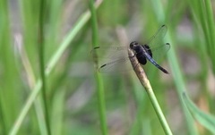 Erythrodiplax unimaculata