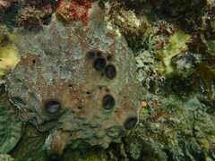 Psammocinia