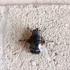 Rutilia