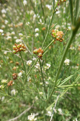 Lotus herbaceus gracilis