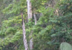 Zenithoptera lanei
