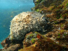 Dolabella auricularia