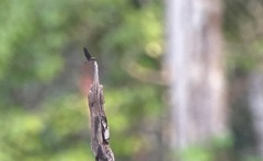 Zenithoptera lanei