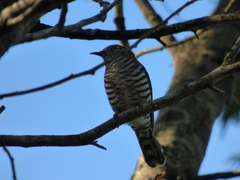 Chrysococcyx lucidus