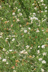 Lotus herbaceus gracilis