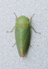 Batracomorphus