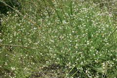 Lotus herbaceus gracilis