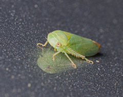 Batracomorphus