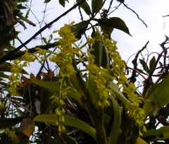 Epidendreae