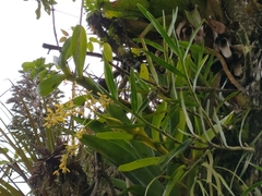 Epidendreae