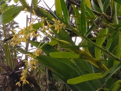 Epidendreae