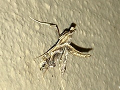 Lineodes