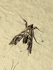 Lineodes
