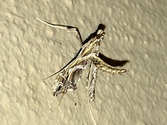Lineodes