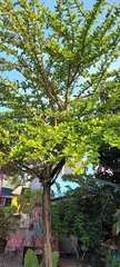 Crescentia cujete