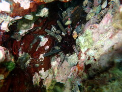 Phyllacanthus parvispinus