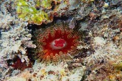 Phlyctenanthus australis