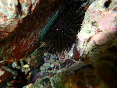 Heliocidaris erythrogramma