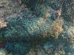 Zoanthus sansibaricus