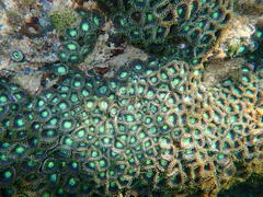 Zoanthus sansibaricus