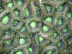 Zoanthus sansibaricus