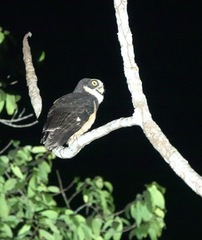 Pulsatrix perspicillata