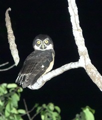 Pulsatrix perspicillata