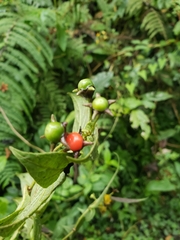 Capsicum lycianthoides