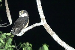 Pulsatrix perspicillata