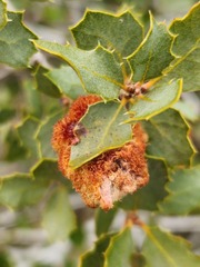 Andricus crystallinus