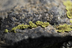 Acarospora rhabarbarina