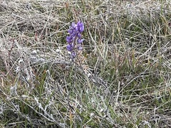 Lupinus formosus