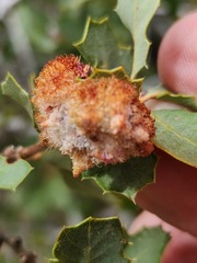 Andricus crystallinus