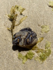 Botrylloides magnicoecus