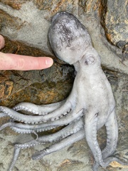 Macroctopus maorum