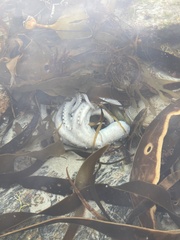 Macroctopus maorum