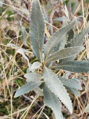 Eriodictyon crassifolium