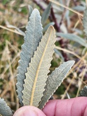 Eriodictyon crassifolium